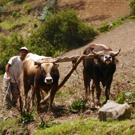 Del campo al plato : reportage