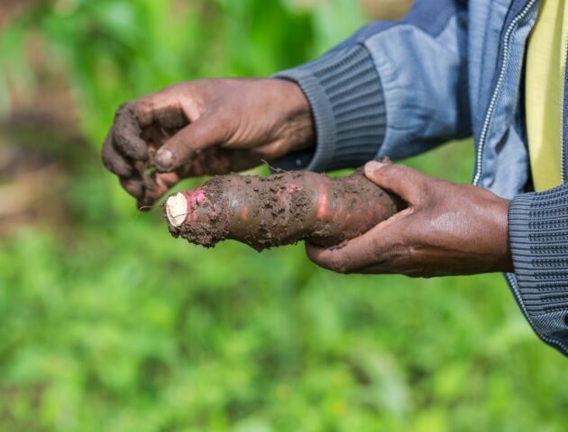 Quel avenir pour notre système alimentaire ?