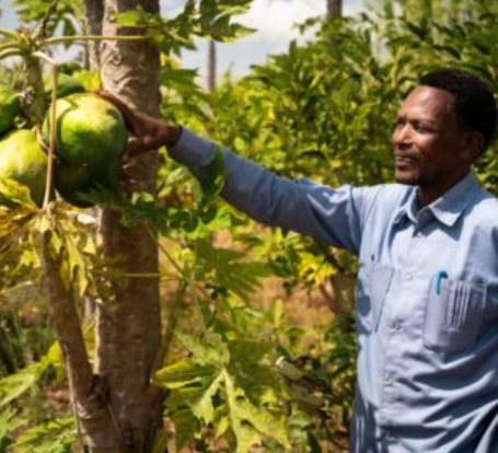 Modeste, les mains dans la terre : reportage